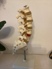 Vintage Lower Spine Model with
