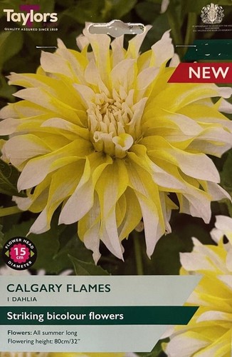 Dahlia decorative calgary - dahlia, 'calgary