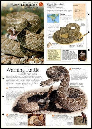 Diamondback rattlesnake 3 - diamondback,