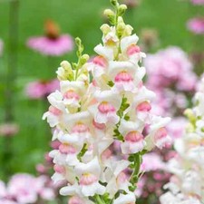 Snapdragon Antirrhinum majus
