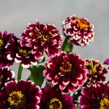 ZINNIA - AZTEC BURGUNDY BI-COLOUR - 1 GRAM ~ APPROX 600 SEEDS