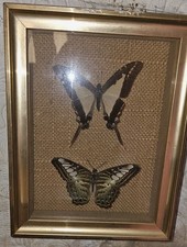 Tropical european moth - tropical,