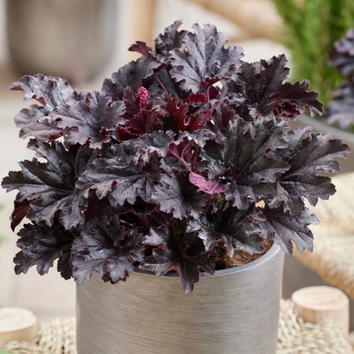 Heuchera timeless night coral - heuchera,
