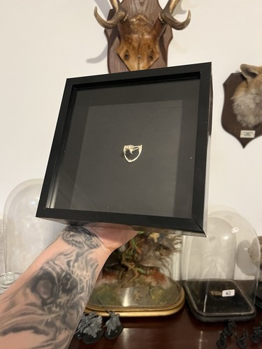 Taxidermy snake skull - skull, viper