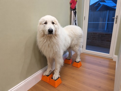 Dog training stacking - dog,
