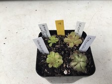 Pinguicula Collection. #16