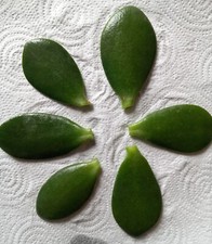 6 x large Crassula Ovata Jade Money Succulent plant tree unrooted leaf cuttings 