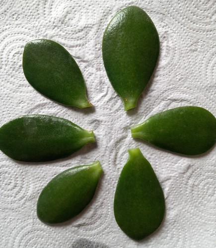 Large crassula ovata jade - crassula,