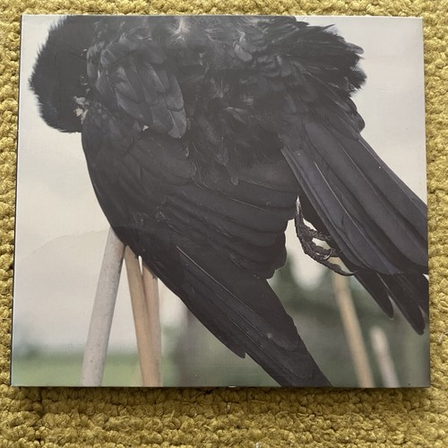 Red kite songs - red, crow