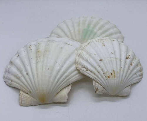 Set natural white brown - of, 3