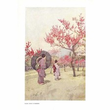 JAPAN Peach Trees in Blossom - Antique Print 1908