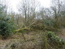 Photo 6x4 In Hainault Forest