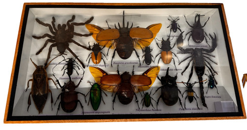 Entomology insect collection - entomology,