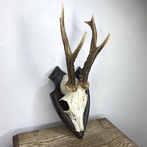 Real taxidermy mounted deer - taxidermy,