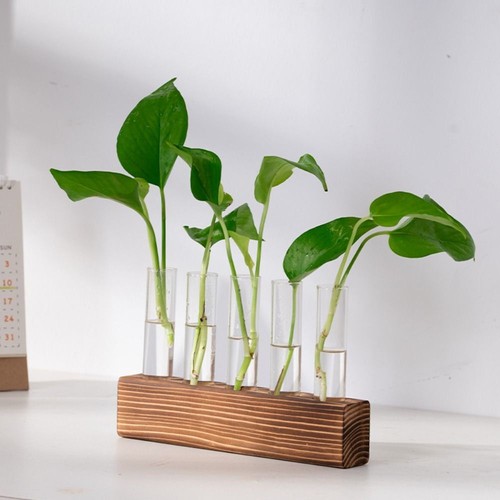 Hydroponic plant display - hydroponic, set