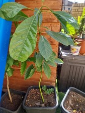 Avocado Seed Starter Vase