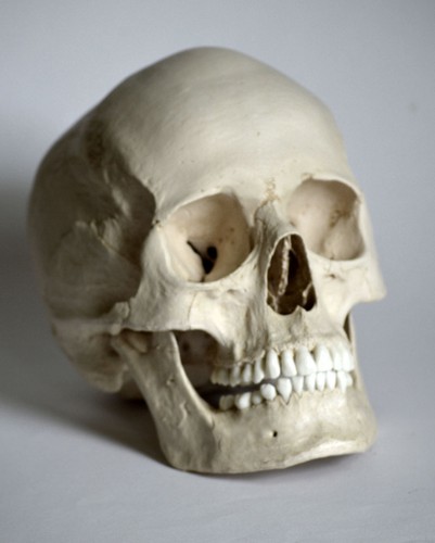 Human skull replica female - ,