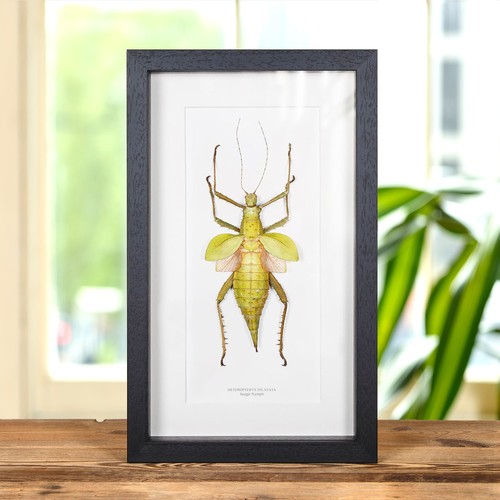 Taxidermy jungle nymph - jungle,