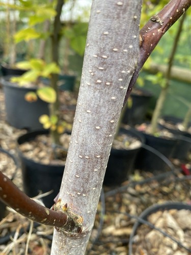 Betula fascination silver - fascination,