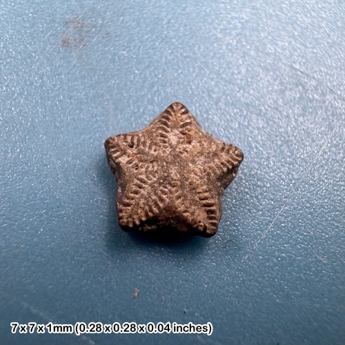 Crinoid star fossil - , oxford