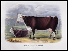 The Hereford Cow Breed New