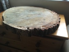 Oak wood tree log section