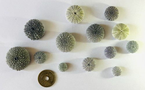 Sea urchin shell from japan - sea,