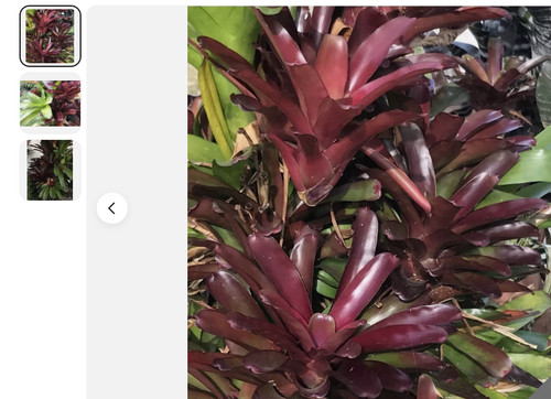 Pack neoregelia fireball - pack,