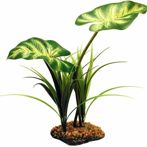 Komodo reptile canopy orchid - reptile,