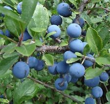 25 SLOEBERRY BLACKTHORN SEEDS, SLOE GIN, HEDGING TREES, 25 SLOE BERRY SEEDS