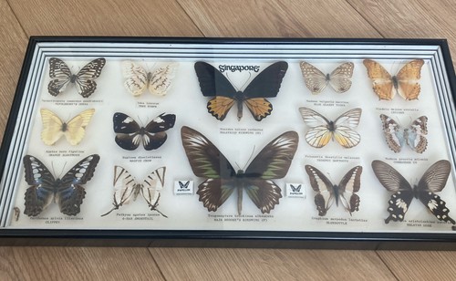 Vintage framed butterfly - vintage,