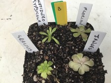 Collection Of Less Common Pinguicula #B