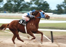 Secretariat Horse Racing Legend POSTER
