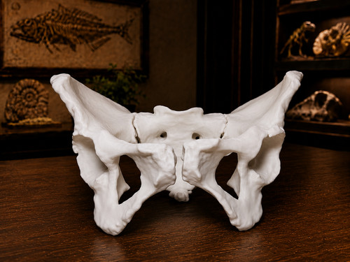 Human female pelvis - human, replica