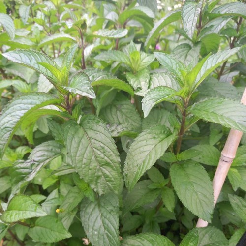 Mint mentha x piperita - mint,