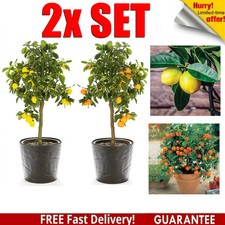 2x Set Mature Citrus Lemon