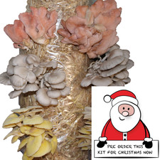 Mushroom Grow Kit, Mixed