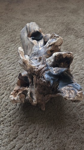 Large burl wood - root, indian