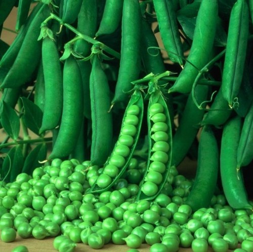 Organic pea kelvedon - organic, wonder