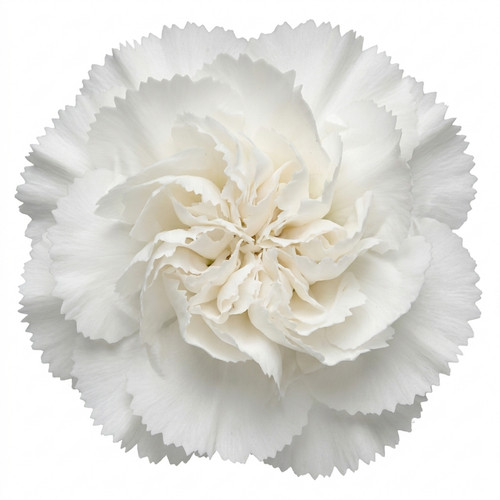 Dianthus memories pot - dianthus,
