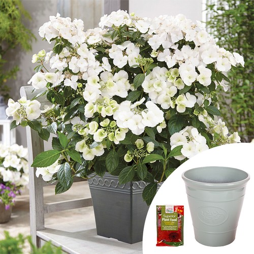 Hydrangea plant runaway - hydrangea,