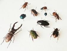 Fruit/Metallifer/Water Beetle