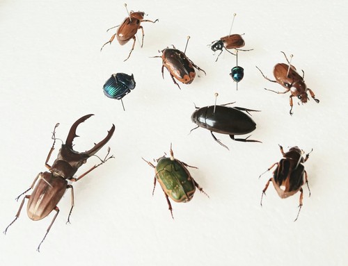Fruit metallifer water beetle - fruit/metallifer/water,