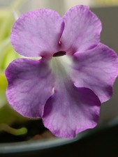 Pinguicula cyclosecta