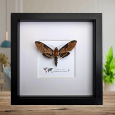 Manduca ochus, long-tongued