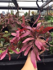 Rhipsalis Ramulosa 'Red Coral' 4x 5-6cm leaf cuttings Rarely available 