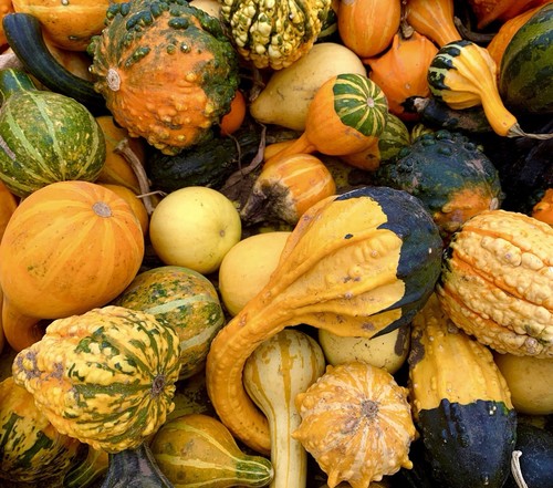 Gourds ornamental mix 30x - ornamental,
