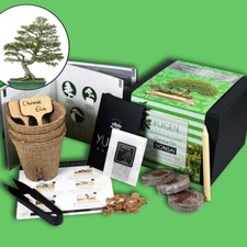 Chinese Elm Bonsai Growing Kit