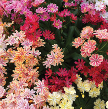 lewisia elise mix,  1 x 9cm plant, garden ready