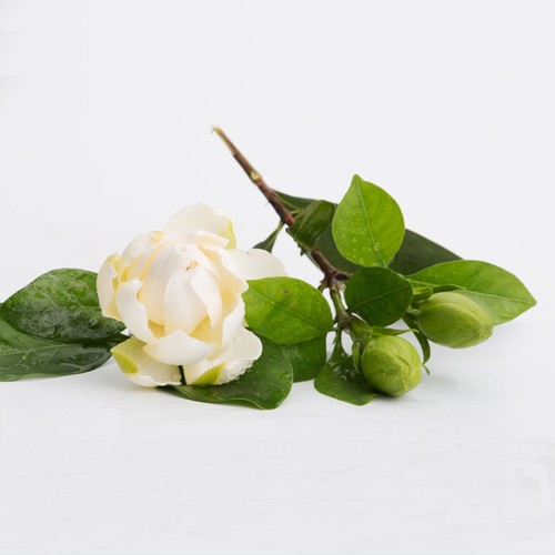 Cape jasmine seeds - 20,